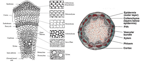 batang tumbuhan dikotil batang tumbuhan dikotil