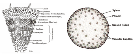 batang tumbuhan monokotil batang tumbuhan monokotil