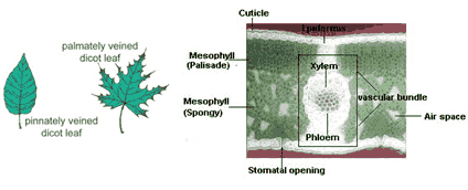 daun tumbuhan dikotil daun tumbuhan dikotil