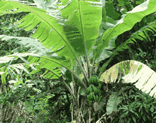 famili monokotil musaceae famili monokotil musaceae