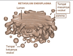 organel sel tumbuhan badan golgi organel sel tumbuhan badan golgi