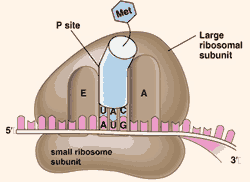 organel sel tumbuhan ribosom organel sel tumbuhan ribosom