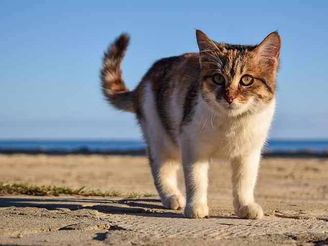 Contoh Laporan Hasil Observasi Kucing