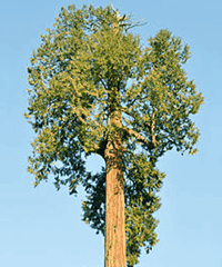 Cedar Merah Cedar Merah