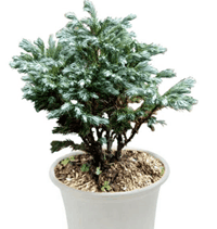 Cemara Perak Cemara Perak