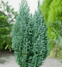 Chamaecyparis lawsoniana Chamaecyparis lawsoniana