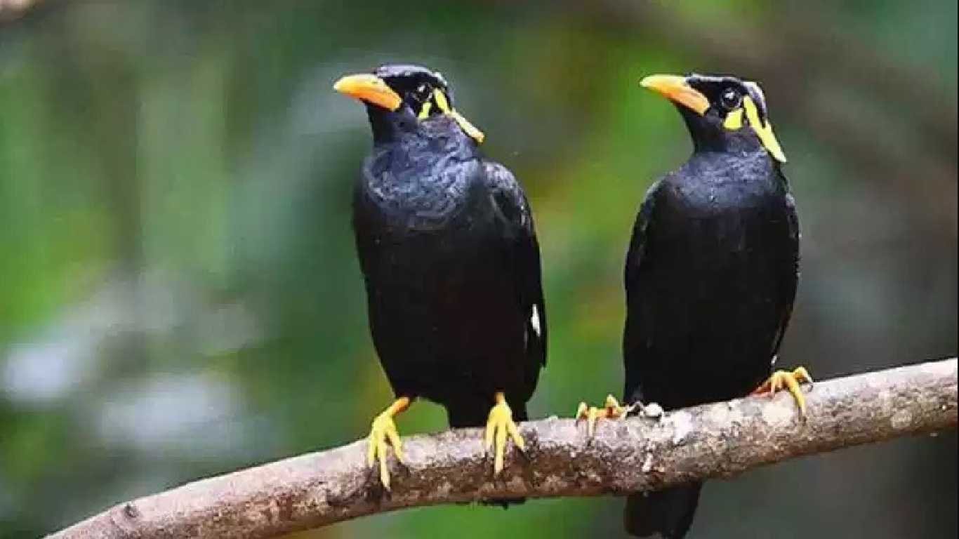 Contoh hewan omnivora Burung Jalak