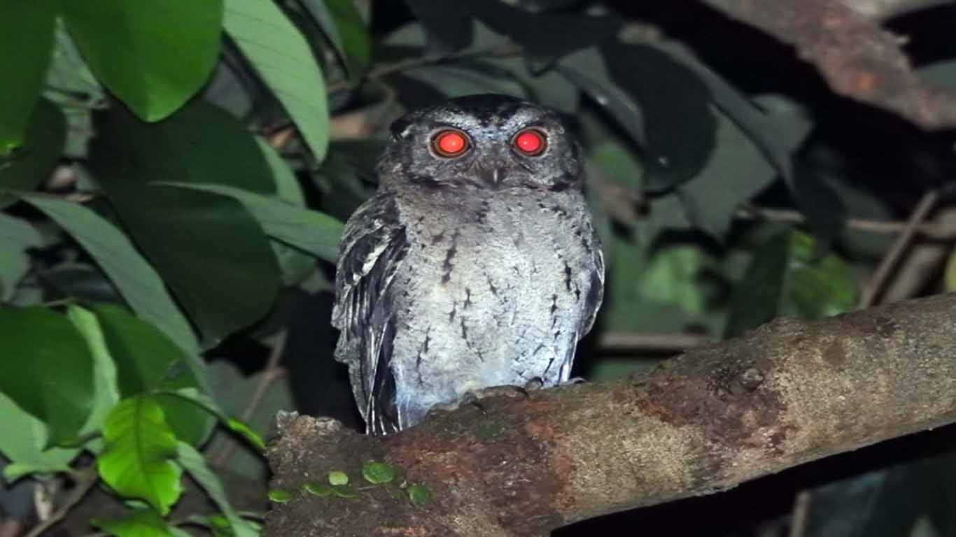 Burung Hantu