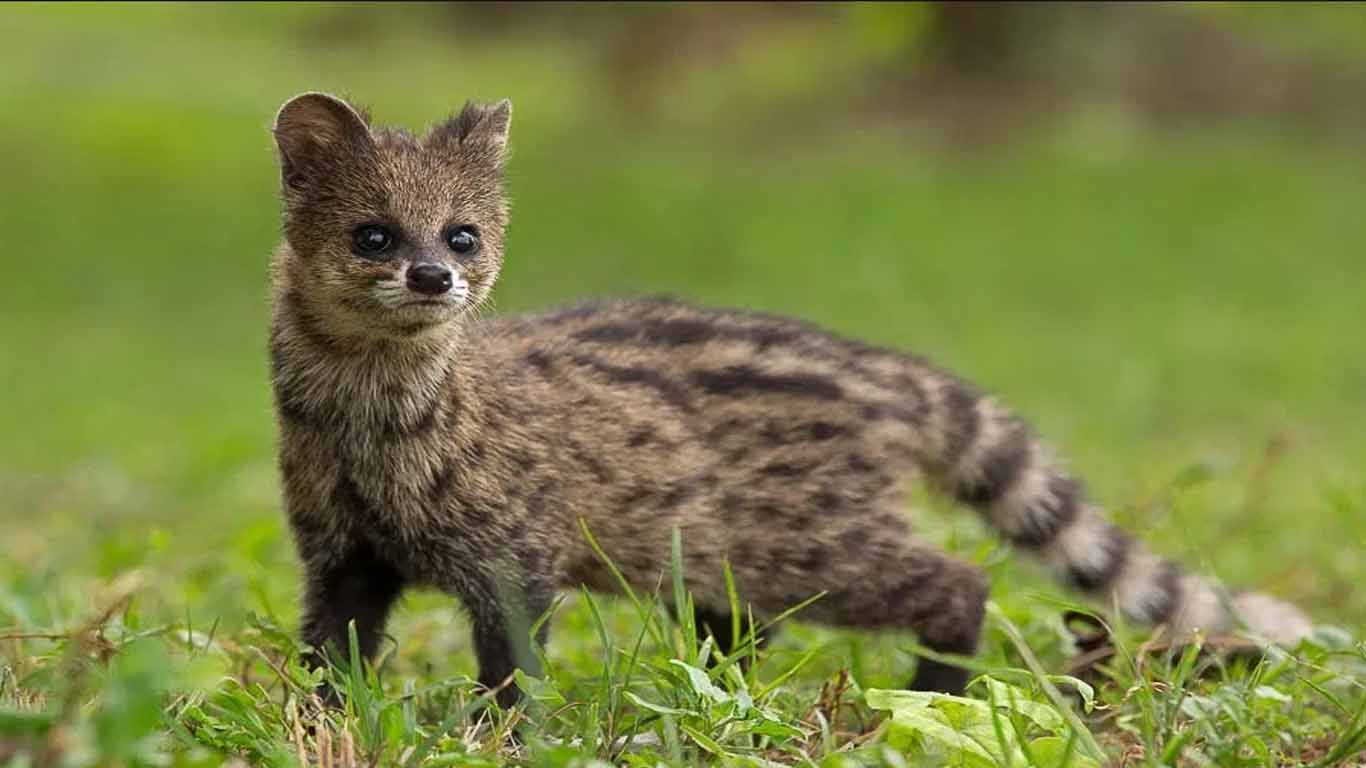 Musang