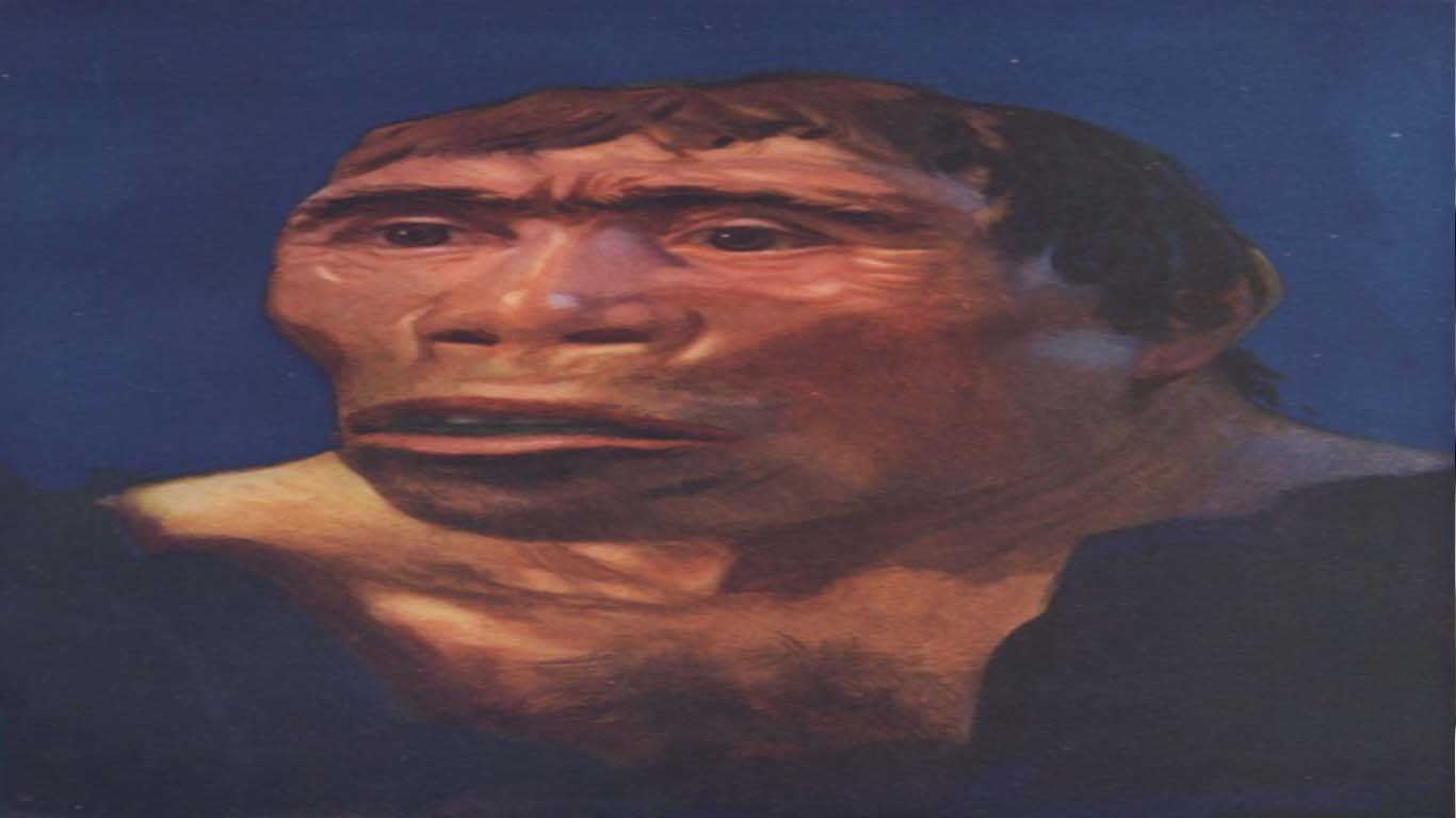 Pithecanthropus Erectus Pithecanthropus Erectus