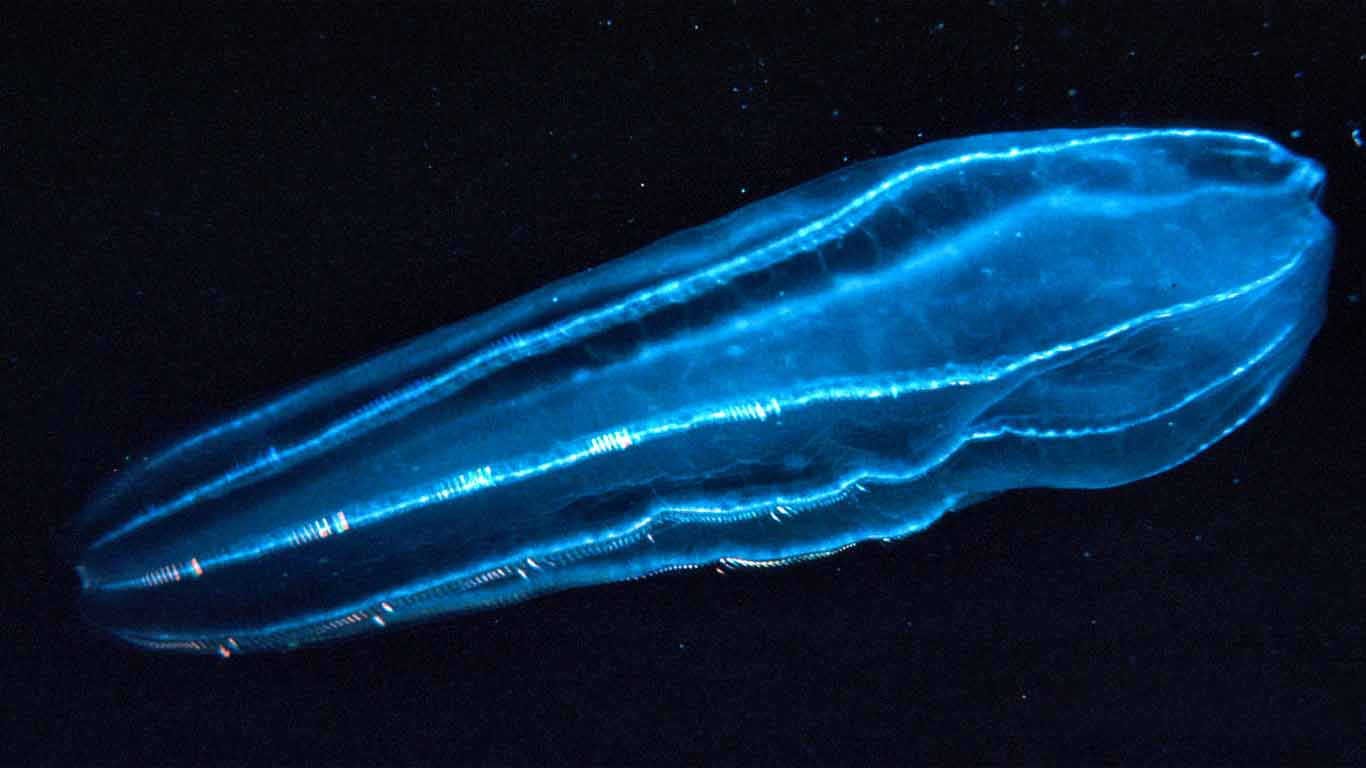 Filum Ctenophora