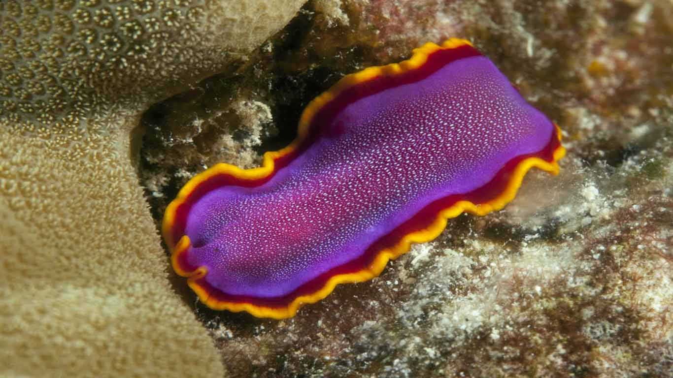Contoh Hewan Invertebrata dan Vertebrata Filum Platyhelminthes