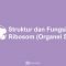 Struktur dan Fungsi Ribosom