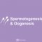 Perbedaan Spermatogenesis dan Oogenesis