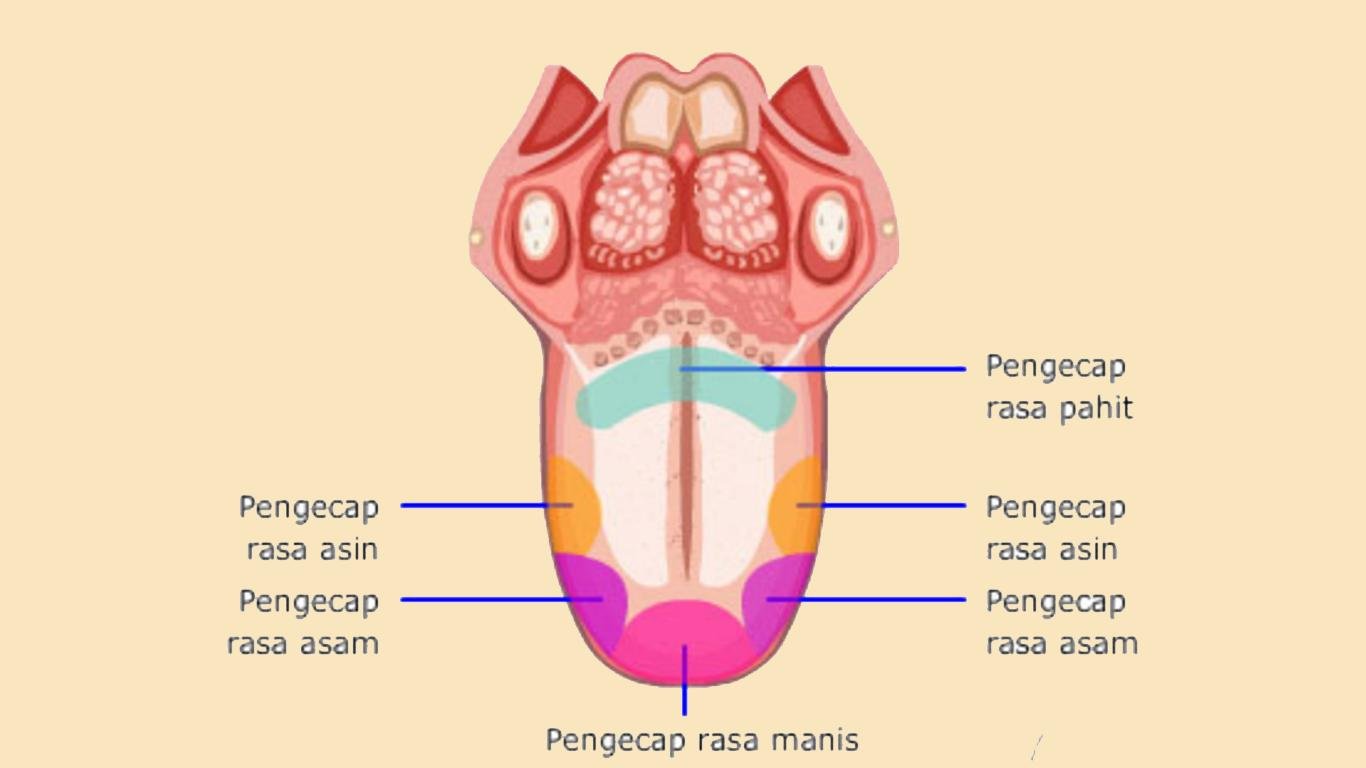 sistem pencernaan makanan