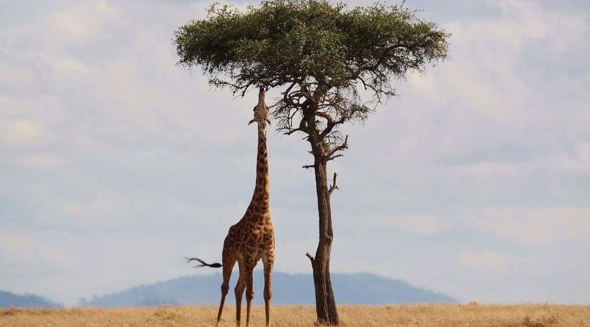 contoh hewan herbivora, karnivora, omnivora contoh hewan herbivora, karnivora, omnivora