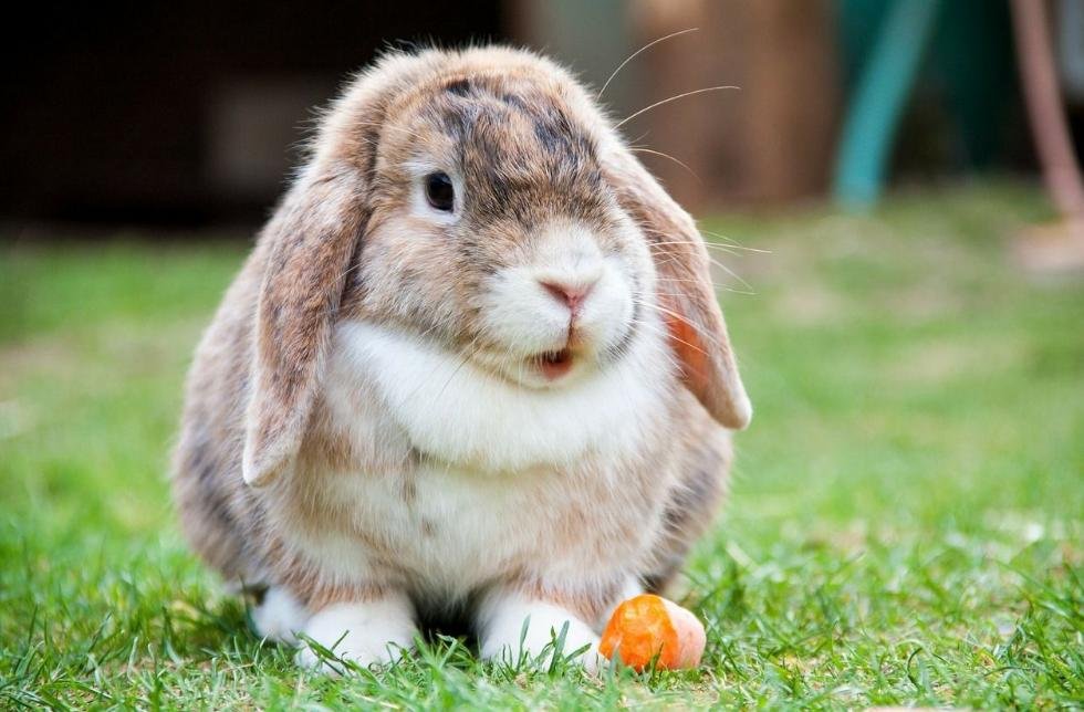 gambar hewan herbivora gambar hewan herbivora