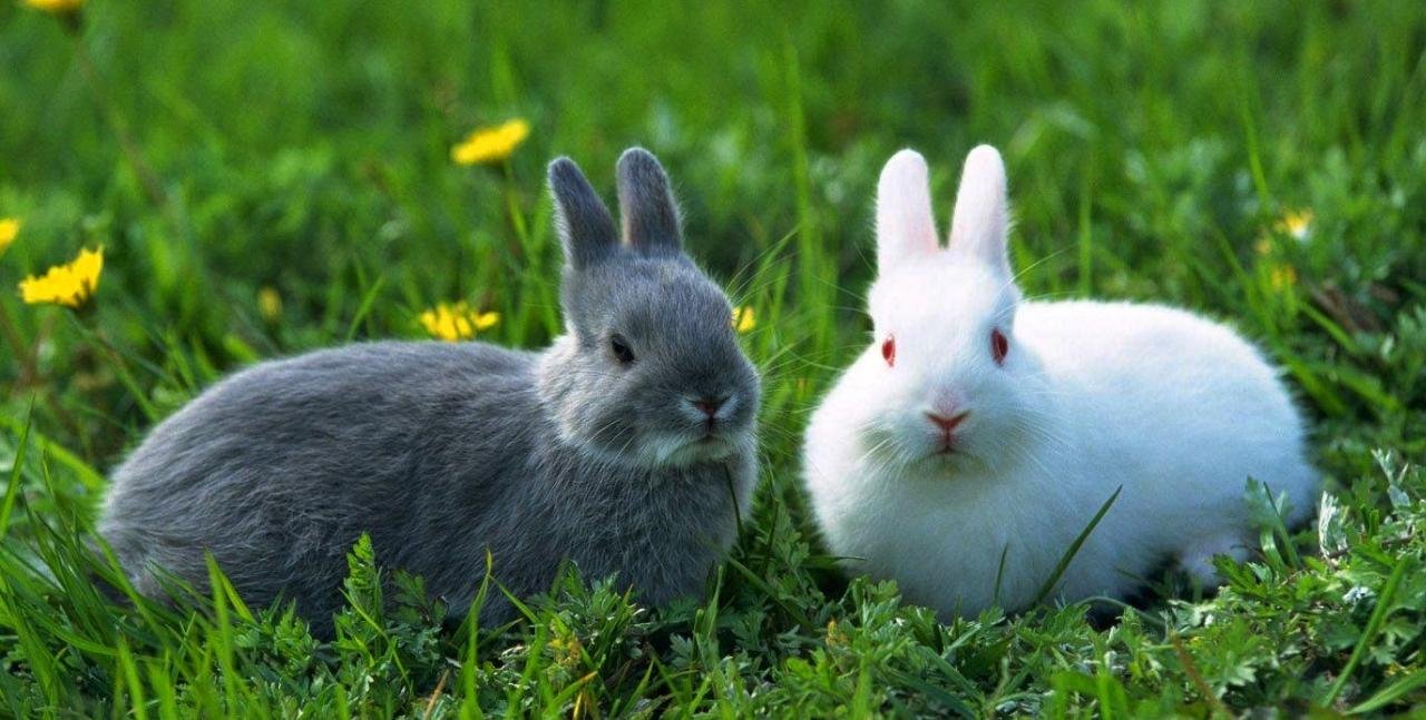 hewan herbivora adalah hewan herbivora adalah