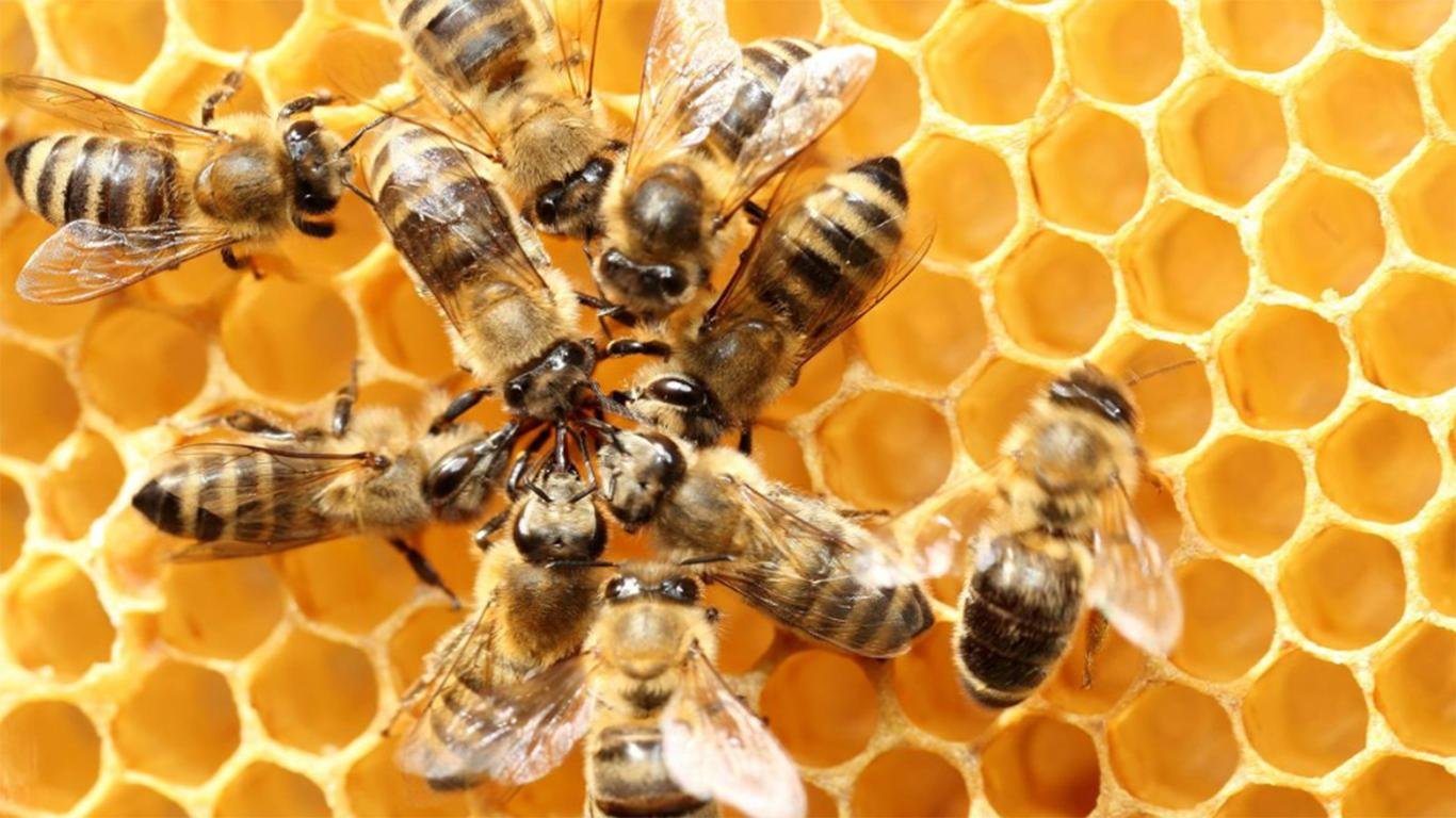 Contoh Teks Eksposisi Tentang Hewan Contoh Teks Eksposisi Tentang Hewan