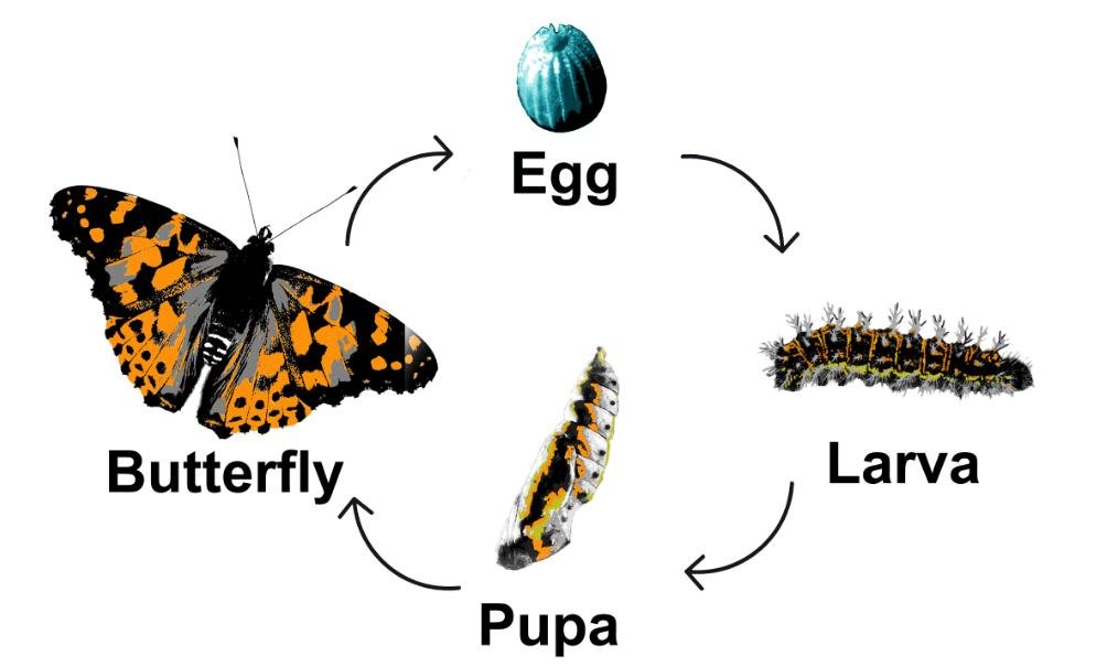 butterfly metamorphosis butterfly metamorphosis