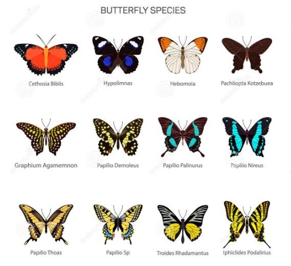butterfly species butterfly species