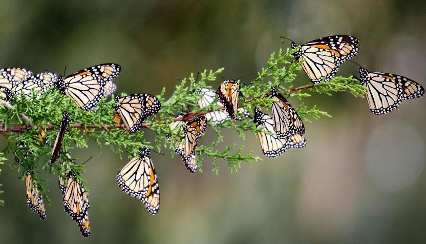 gambar metamorfosis kupu-kupu gambar metamorfosis kupu-kupu