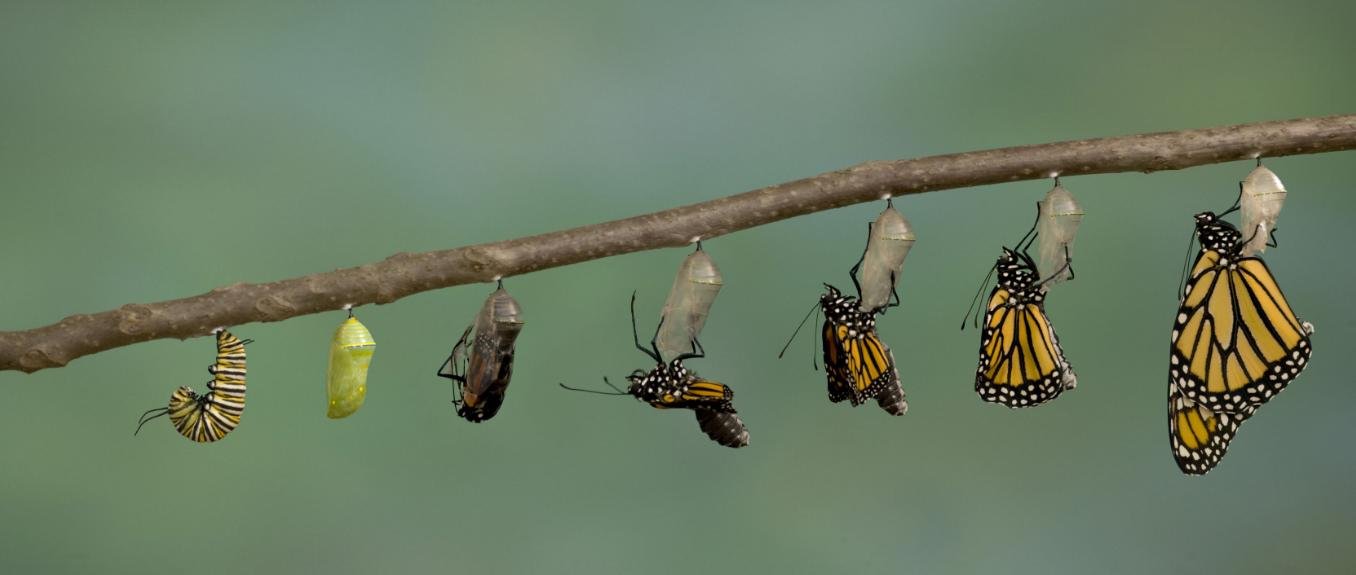 metamorfosis kupu-kupu dan penjelasannya metamorfosis kupu-kupu dan penjelasannya