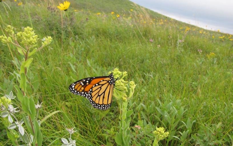 metamorfosis kupu kupu jeruk metamorfosis kupu kupu jeruk