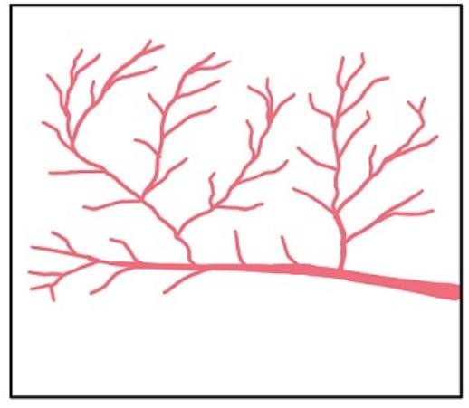 Aliran Pinnate Aliran Pinnate