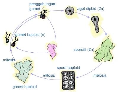 perkembangbiakan spora adalah