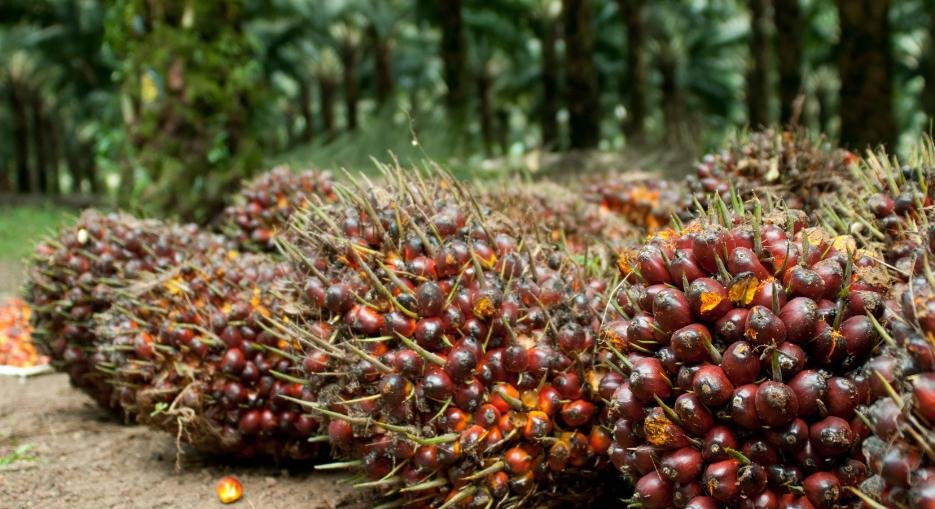 perbedaan-impor-dan-ekspor